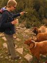 Unable to liberate the goats, we fed them corn from a can instead.