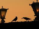 Crows on the palace wall.