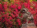 Temple guardian.