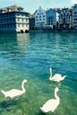 Swans in Zurichs canal.