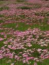 Wildflowers in beautiful Balboa Park.