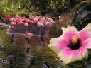 Flamingos in San Diegos renowned Zoo.
